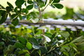 STIHL HSA 40
