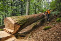 STIHL MS 881