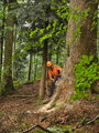 STIHL MS 881